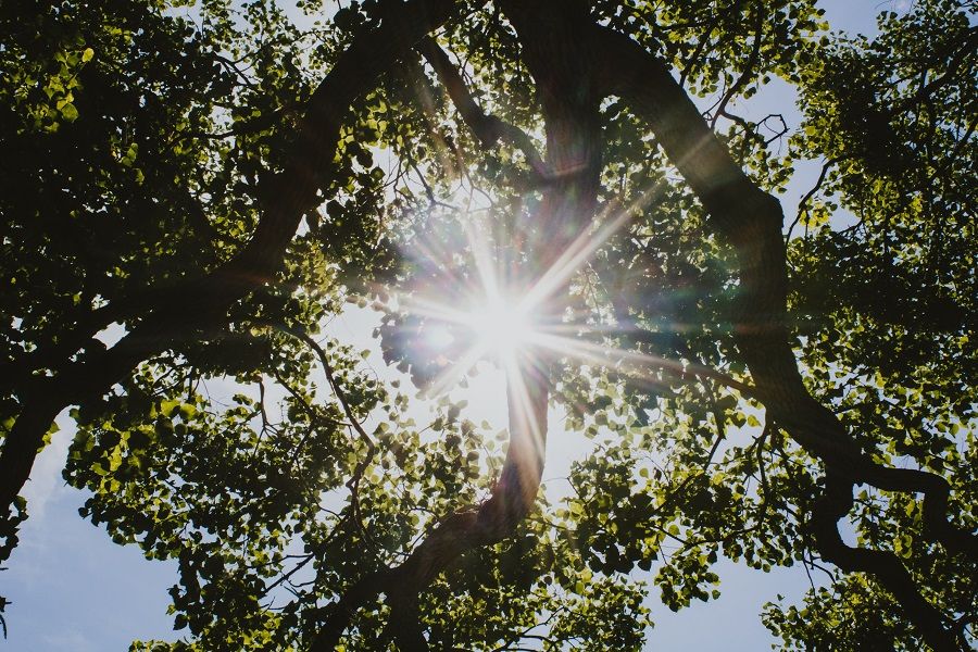 Licht dat door de bomen schijnt kan helpen tegen een winterdepressie