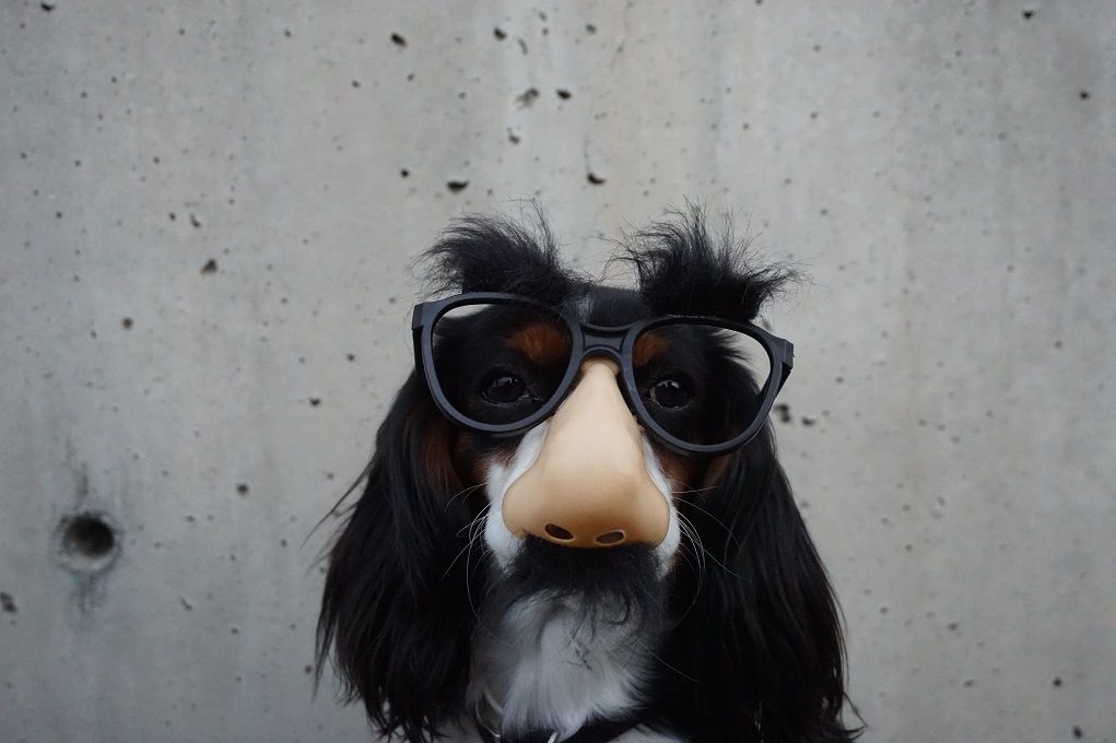 Hond met grappige bril voor 1 april grappen
