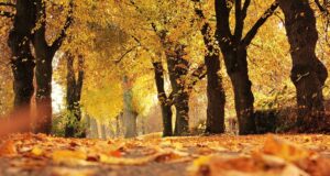 Beleef de beste herfst van je bestaan met deze zes tips