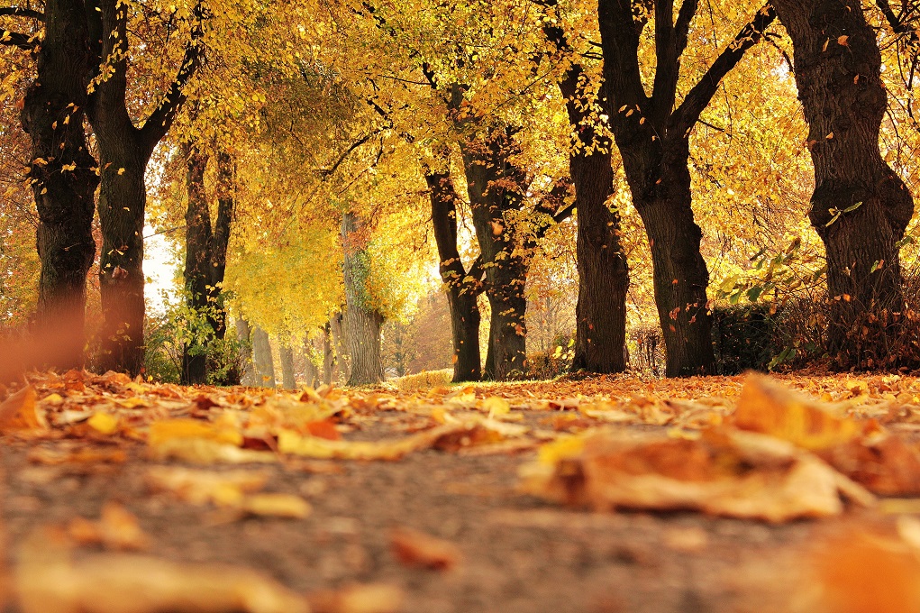 Beleef de beste herfst van je bestaan met deze zes tips